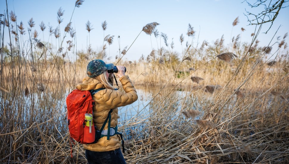 Woman naturalist watching birds with binoculars.