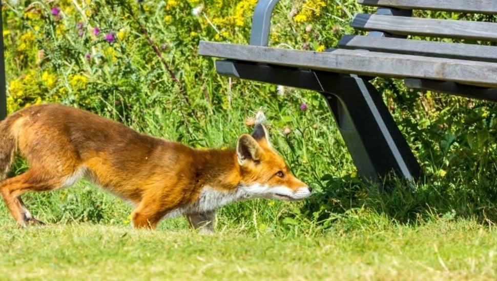 A fox near a park bench.