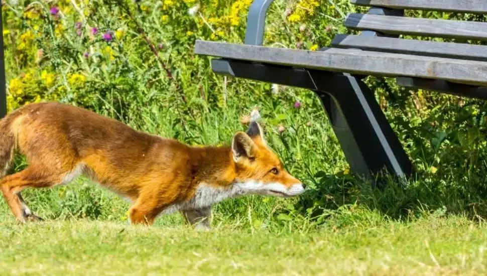 A fox near a park bench.