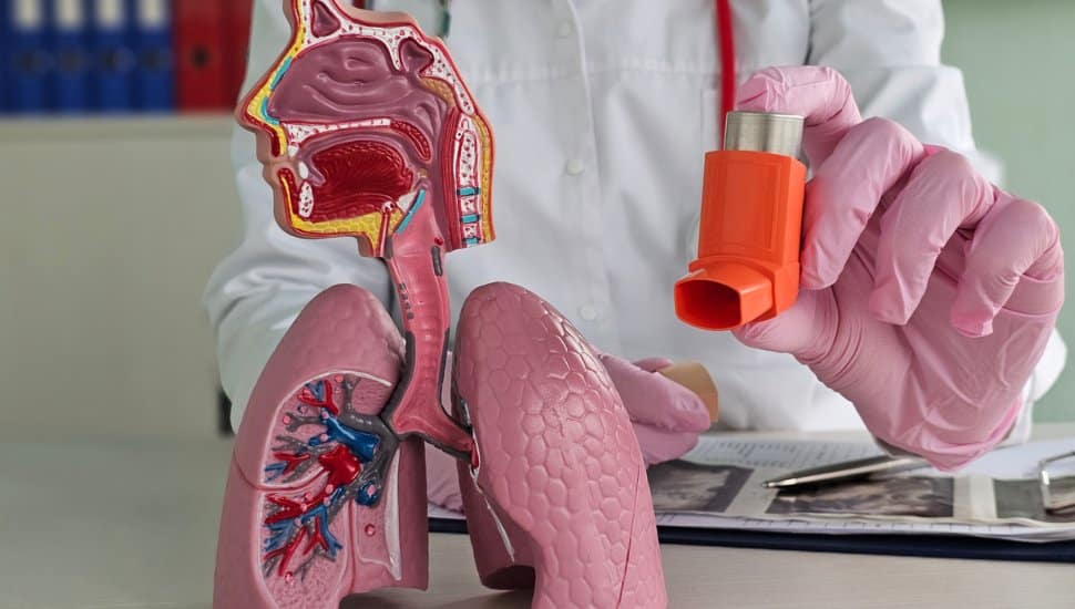 A model of the human respiratory system.
