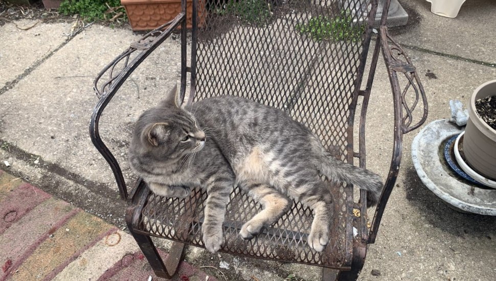 A cat outside on a chair.