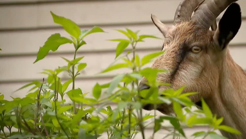 Franconia goat, Tommy chews on foliage.