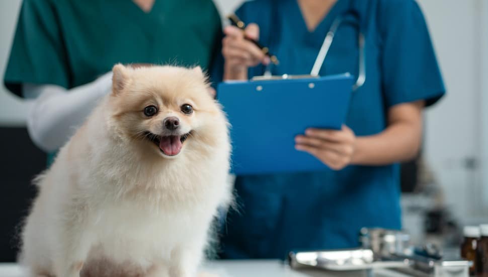 Veterinarian and an assistant fill out a sick puppy history.