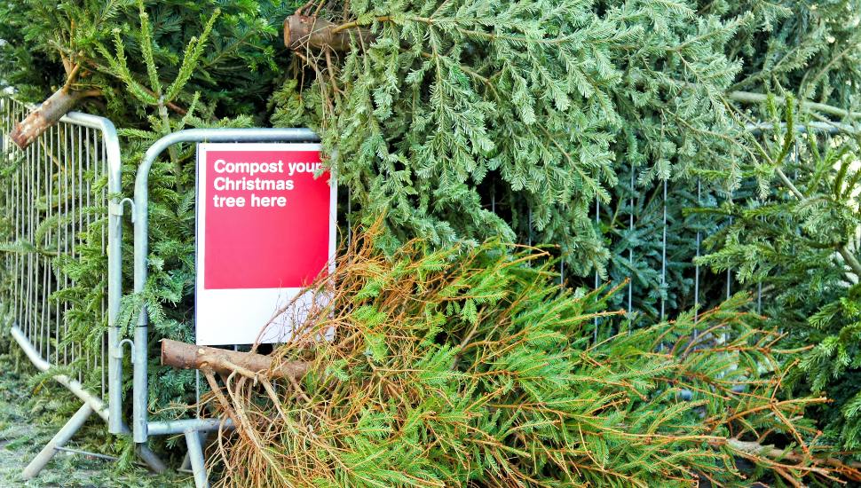 Collection site for composting old Christmas tree.