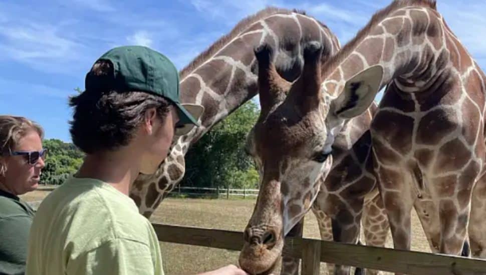 Ursinus student Max Matalavage feeds a giraffe at the Cape May zoo.