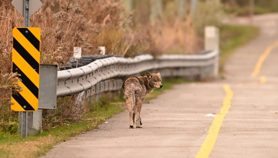 Coyote walking on side of road.