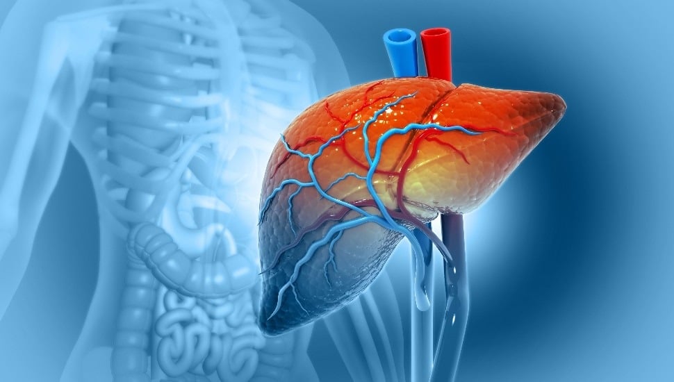 Human liver anatomy structure, 3d illustration.
