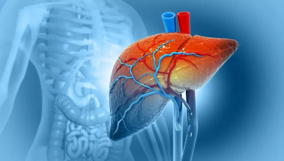 Human liver anatomy structure, 3d illustration.