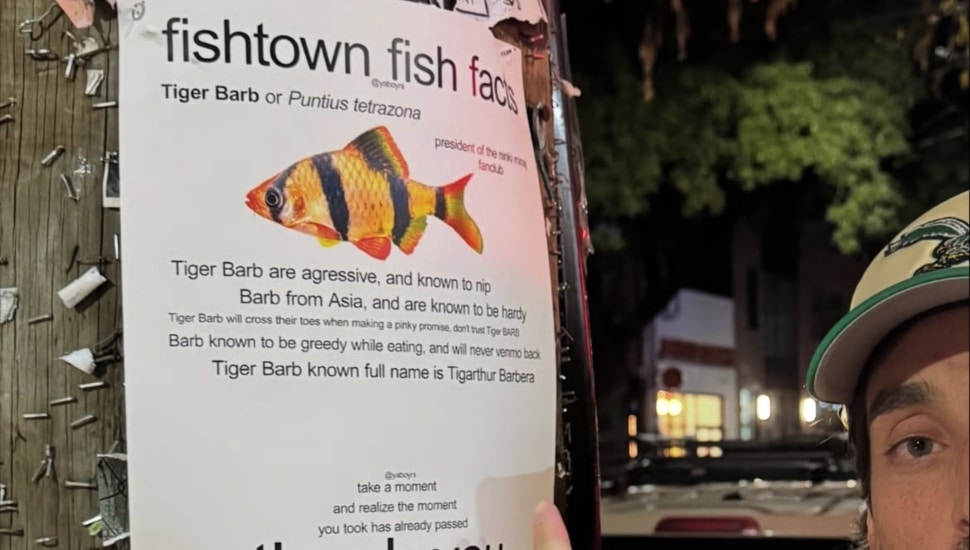 A poster of fish facts about the Tiger Barb fish.