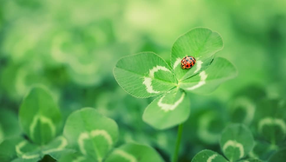 Create Your Own Luck This St. Patrick’s Day