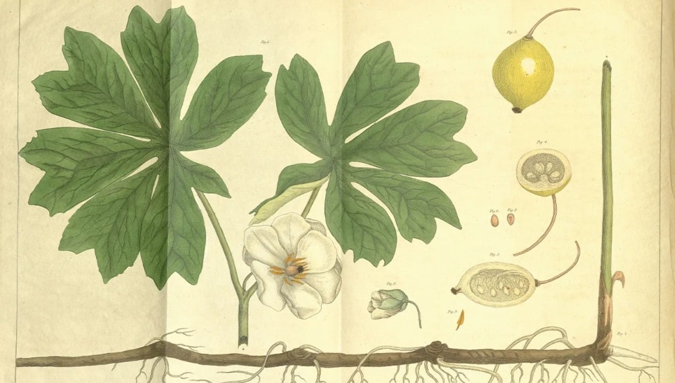 Revolutionary Botany exhibition header.