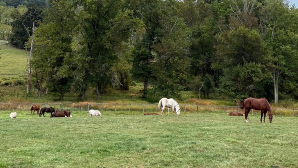 Horses in field at Ryerss Farm.