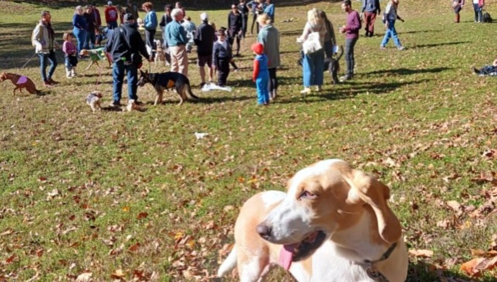 Dogs and residents gather on the grassy slope of Clark Park's Dog Bowl in West Philadelphia on a sunny autumn afternoon.