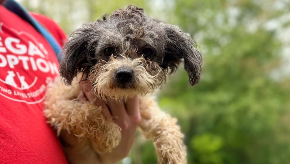 Dog rescued from Broomall home now in the care of the Brandywine Valley SPCA.